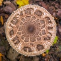 Autumn umbrella mushroom