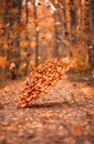 Autumn umbrella. Umbrella of oak leaves.