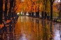 Autumn urban alley with yellow trees chestnut trees on the sides in the rain.