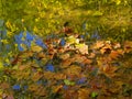 Autumn in the Urumea river. Leaves with autumn colors are reflected in the Urumea river, Hernani, Euskadi Royalty Free Stock Photo