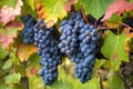 autumn valley Moselle vineyard growing grapes ripe Blue