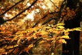 Autumn variations. Art of nature.