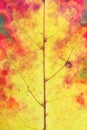 Autumn various colors - from green to yellow - in one maple leaf