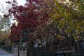 Autumn with various colors of trees on the yards of brownstones in the neighborhood of Brooklyn, NY. Beautiful fall with leaves