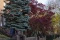 Autumn with various colors of trees on the yards of brownstones in the neighborhood of Brooklyn, NY. Beautiful fall with leaves