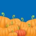 Autumn vector orange pumpkins border design template for banners and thanksgiving day backgrounds. Royalty Free Stock Photo