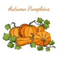 Autumn vector pumpkins illustration. Hand drawn pile of pumpkins with leaves isolated on white background. Composition Royalty Free Stock Photo