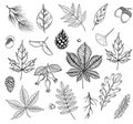 Autumn vector set with leaves, berries, fir cones, nuts, and acorns. Detailed forest botanical elements for decoration Royalty Free Stock Photo