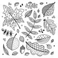 Autumn vector set with leaves, cones and acorns. Decorative leaves of oak, maple, mountain ash, aspen, birch. Doodle style, black Royalty Free Stock Photo