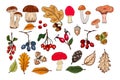 Autumn vector set with leaves, nuts, mushrooms, berries, fir cones and acorns. Forest botanical elements for decoration for Royalty Free Stock Photo