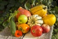 Autumn vegetable and fruits collection