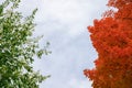 Autumn versus summer concept. Trees with leaves changing colors in fall. Change of seasons Royalty Free Stock Photo