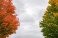 Autumn versus summer concept. Trees with leaves changing colors in fall. Change of seasons Royalty Free Stock Photo