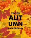 Autumn vertical background with rowan, berries and leaves, fall.