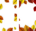 Autumn backgrounds with colorful birch leaves Royalty Free Stock Photo