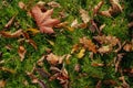 Autumn vibes. Fallen leaves on grass, nice fall background
