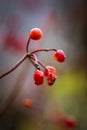 Autumn Viburnum Tree With Bunches Of Red Ripe Berries