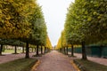 Autumn. View of the alley in the Park, with autumn trimmed trees, with yellow leaves. Symmetry