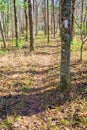 Autumn View of the Appalachian Trail