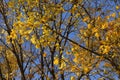 Autumn view with beautiful maple trees. Branches with yellow leaves in on the background of blue sky Royalty Free Stock Photo