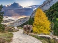 Autumn view of beautiful nature in Ordesa and Monte Perdido NP, Pyrenees, Aragon in Spain Royalty Free Stock Photo