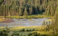 Beaver Pond vegetation Royalty Free Stock Photo