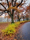 Autumn view on campus, Aarhus University Royalty Free Stock Photo