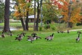 Autumn view in a city park. Royalty Free Stock Photo