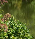 Common Milkweed Gone to Seed by a Pond Royalty Free Stock Photo