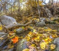 Autumn view with fallen leaves on a rocky stream