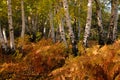 Autumn view of the famous white birch forest of Manziana in Lazio near Rome