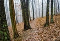 Autumn View of a Foggy Hiking Trail - 2 Royalty Free Stock Photo