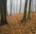 Autumn View of a Foggy Hiking Trail Royalty Free Stock Photo