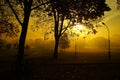 Autumn view foggy park alley with bare trees and fallen leaves. Royalty Free Stock Photo