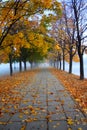 Autumn view foggy park alley with bare trees and fallen leaves. Royalty Free Stock Photo