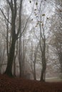 Autumn view of forest in the park of Monte Cucco, Umbria Royalty Free Stock Photo