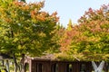 Autumn view of green trees at the Seoul forest park in downtown of Seoul, in South Korea