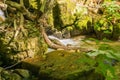 Autumn View of a Hidden Trout Stream