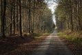 Autumn view of a long forest path, Zarzecze, Poland