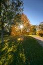 Autumn view of a maple tree with an amazing fall colored crown in sunset light Royalty Free Stock Photo