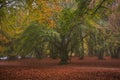 Autumn view of Monte Canfaito and San Vicino, Marche: a majestic nature reserve to visit in silence, discovering magnificent trees Royalty Free Stock Photo