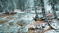 Autumn view of the mountain river Ilgumen in the Altai mountains among snowy trees