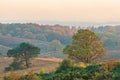 Autumn view of the national park Veluwe in The Netherlands