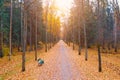 Autumn view of an oak alley with bright light above the crowns a footpath and benches Royalty Free Stock Photo