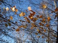Autumn maple leaves against blue sky