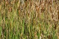 An Autumn View of Reeds at Pandapas Pond Royalty Free Stock Photo