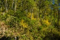 Autumn View of the Side of the Blue Ridge Mountains