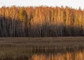 Autumn view of a small lake, forest reflections, autumn Royalty Free Stock Photo