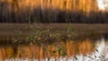 Autumn view of a small lake, forest reflections, autumn Royalty Free Stock Photo