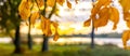 Autumn view with a tree branch with yellow leaves and trees near the river at sunset Royalty Free Stock Photo